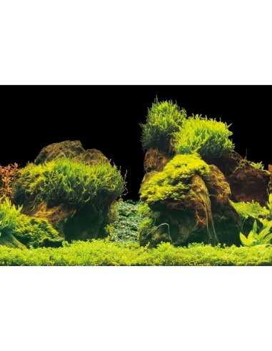 Poster de fond Roche/plante Aqua-NoVa - 2