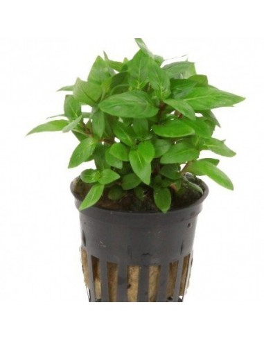 Staurogyne repens  - 1