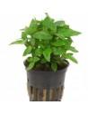 Staurogyne repens  - 1