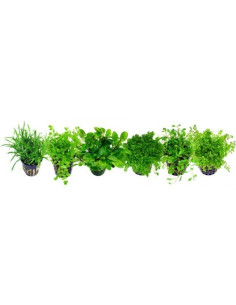 1 plante mix  - 1