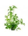 Ranunculus inundatus  - 1