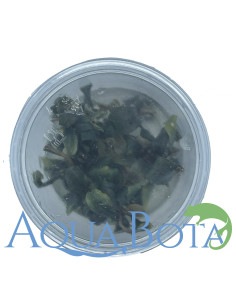 Bucephalandra 'Blue Green' in vitro  - 2
