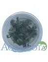 Bucephalandra 'Blue Green' in vitro  - 2