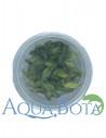 Anubias barteri var. glabra variegata  - In vitro  - 1
