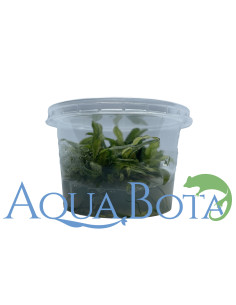 Anubias barteri var. glabra variegata  - In vitro  - 2