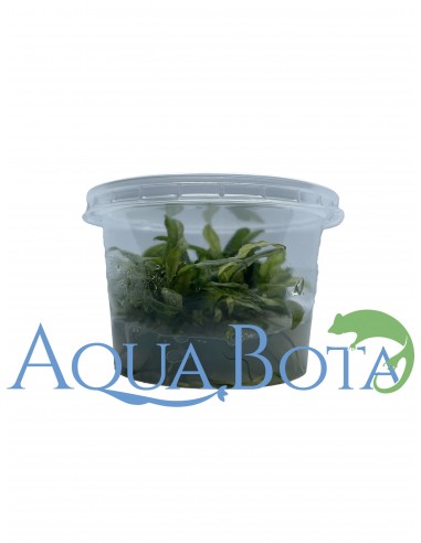 Anubias barteri var. glabra variegata- In vitro  - 2