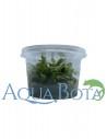Anubias barteri var. glabra variegata  - In vitro  - 2