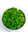 Myriophyllum mattogrossense - In Vitro Cup  - 1