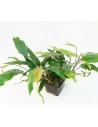 Anubias barteri var. glabra XL  - 1