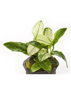 Anubias nana pinto  - 1