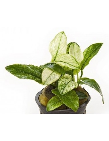Anubias nana pinto  - 1