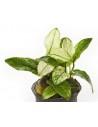 Anubias nana pinto  - 1
