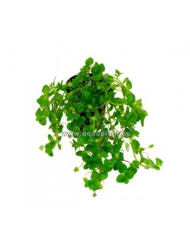 Bacopa australis  - 1