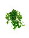 Bacopa australis  - 1