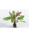 Echinodorus 'Fantasy'  - 1