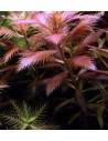 Proserpinaca palustris  - 2