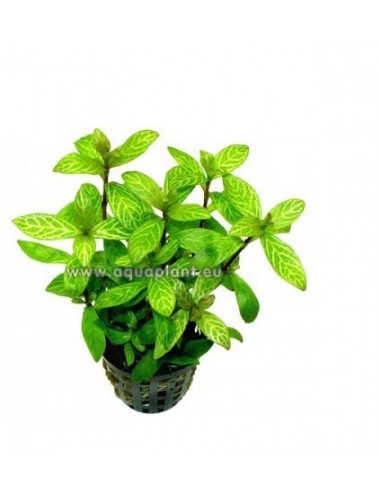 Hygrophila polysperma  Rosanervig  - 1