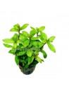 Hygrophila polysperma  Rosanervig  - 1