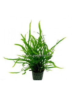 Microsorum pteropus Trident  - 1
