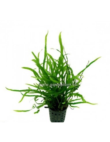 Microsorum pteropus Trident  - 1