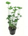 Marsilea cerata  - 1