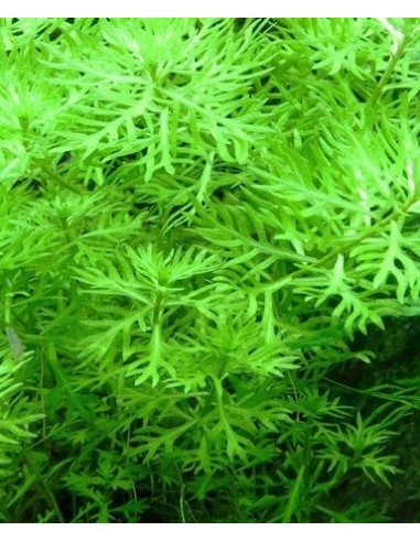 Hottonia inflata (Proserpinica pectinata) - In vitro  - 1