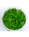 Hottonia inflata (Proserpinica pectinata) - In vitro  - 2