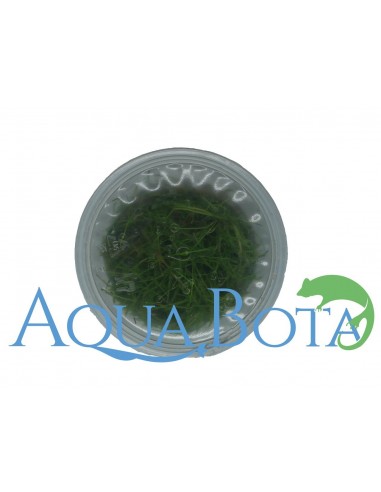 Eleocharis pulsiva - In Vitro Cup  - 1