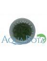 Eleocharis pulsiva - In Vitro Cup  - 1