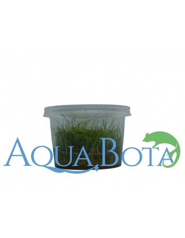 Eleocharis pulsiva - In Vitro Cup  - 2