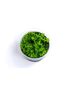 Rotala species 'Green' - In Vitro Cup  - 1