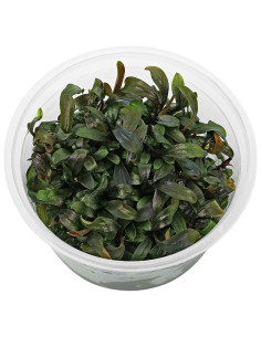 Bucephalandra "Brownie Ghost" - In Vitro Cup  - 1