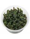 Bucephalandra "Brownie Ghost" - In Vitro Cup  - 1