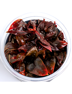 Alternanthera reineckii 'Purple'- In Vitro Cup Dennerle plants - 1