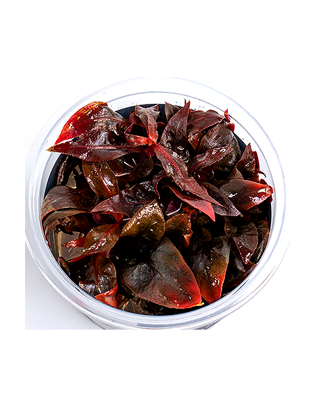 Alternanthera reineckii 'Purple'- In Vitro Cup Dennerle plants - 1