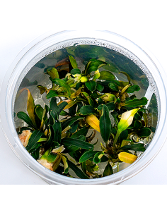 Bucephalandra sp. ’Aqua Artica’ - in vitro  - 1