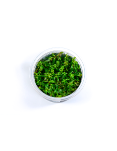 Ludwigia ovalis - in vitro  - 1