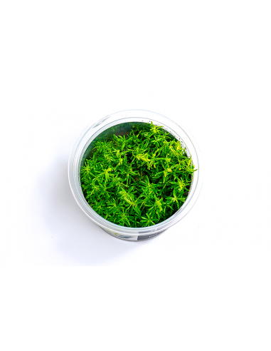 Rotala sp.'Nanjenshan' - In Vitro Cup  - 1