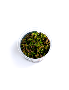 Rotala wallichii - In Vitro Cup  - 1