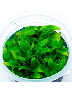 Hygrophila sp. 'Siamensis' - In Vitro Cup  - 1