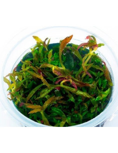 Limnophila Aromatica - In Vitro Cup  - 1