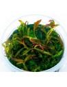 Limnophila Aromatica - In Vitro Cup  - 1