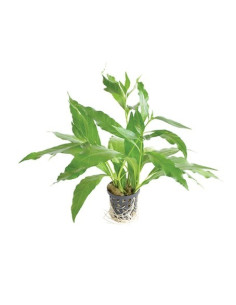 Nomaphila stricta Fleur  - 1