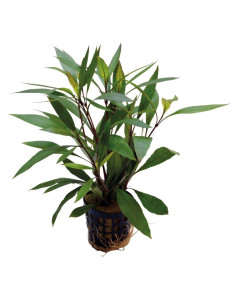 Hygrophila Corymbosa Thailand  - 1