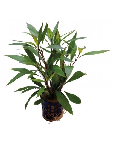 Hygrophila Corymbosa Thailand  - 1