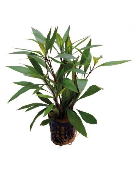 Hygrophila Corymbosa Thailand  - 1