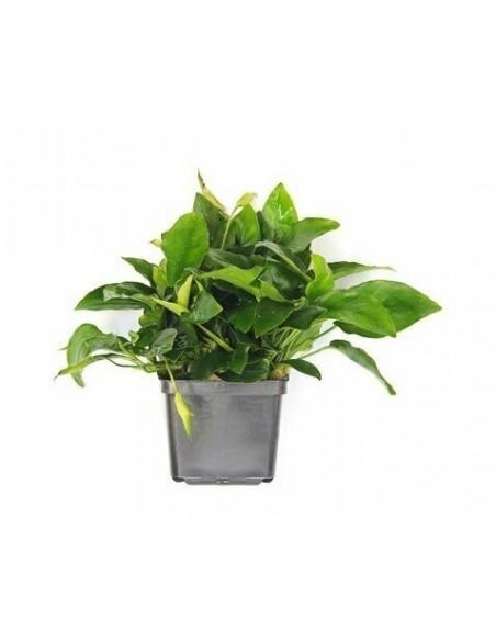 Anubias Nana xl  - 1