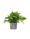 Anubias Nana xl  - 1