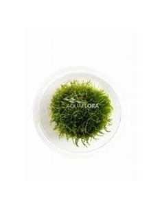 Taxiphyllum barbieri - In Vitro Cup  - 1