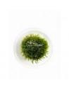 Taxiphyllum barbieri - In Vitro Cup  - 1